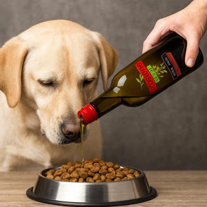 Is Olive Oil Good for Dogs? Here’s What You Should Know