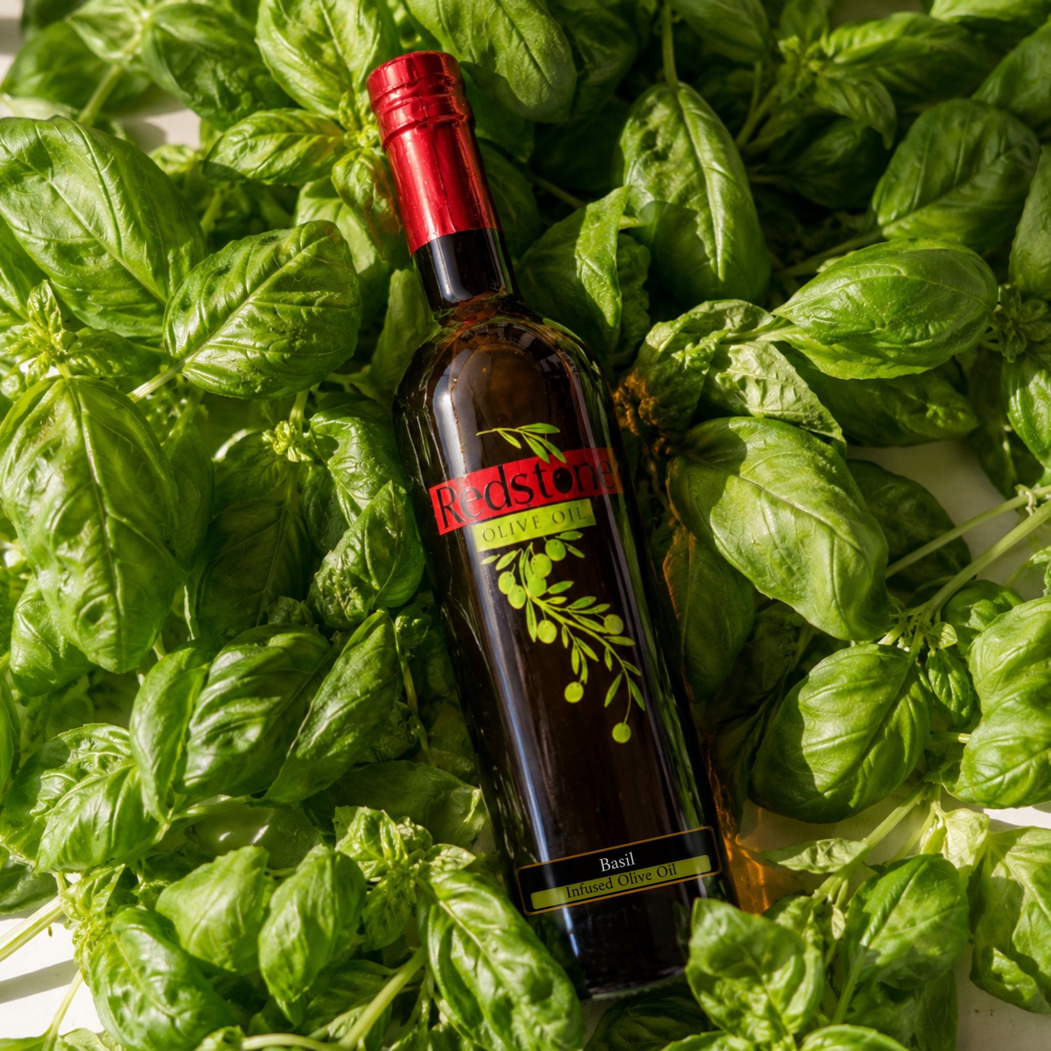 Overhead flatlay of a Redstone Olive Oil Basil Infused Olive Oil bottle lying diagonally across a generous bed of fresh whole basil plants with bright green leaves in natural sunlight
