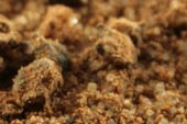 Jamaican Jerk Spice Blend