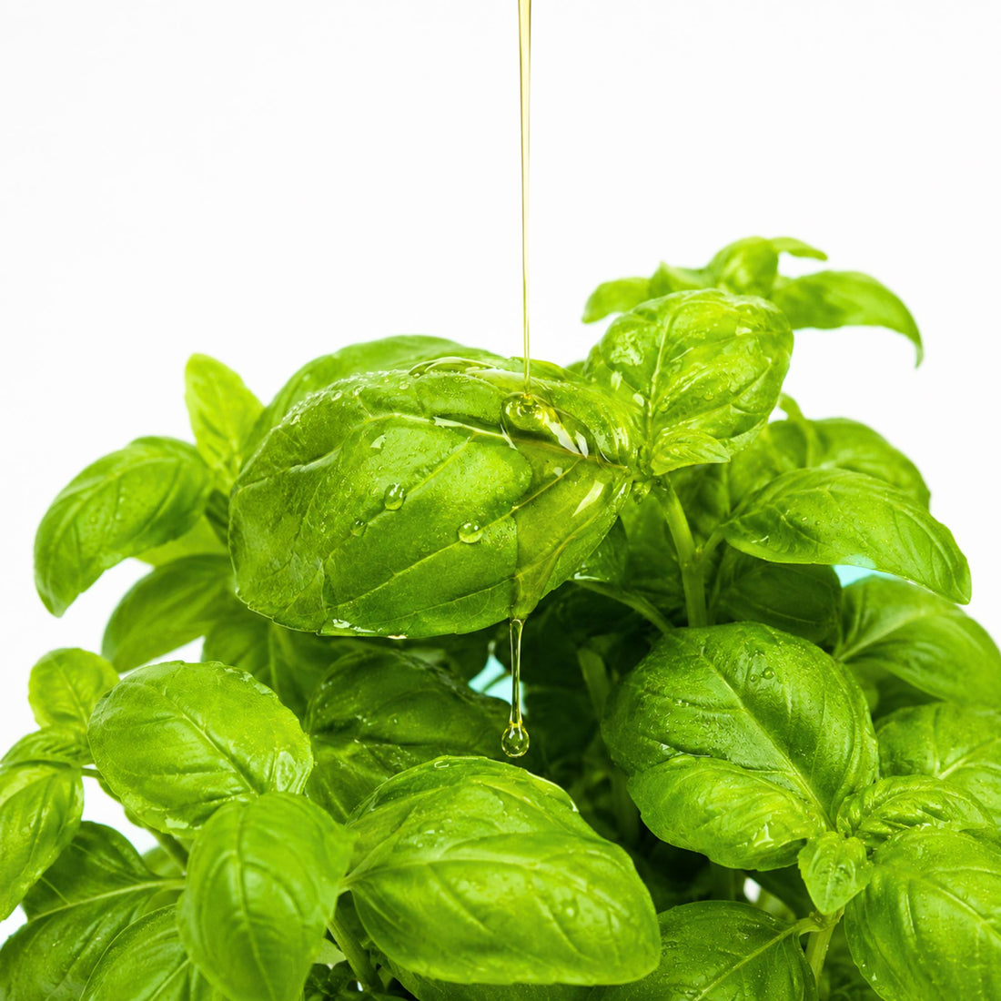 Close-up of golden Redstone Basil Infused Olive Oil being drizzled onto a lush bunch of fresh green basil leaves with oil droplets glistening on the leaves against a clean white background