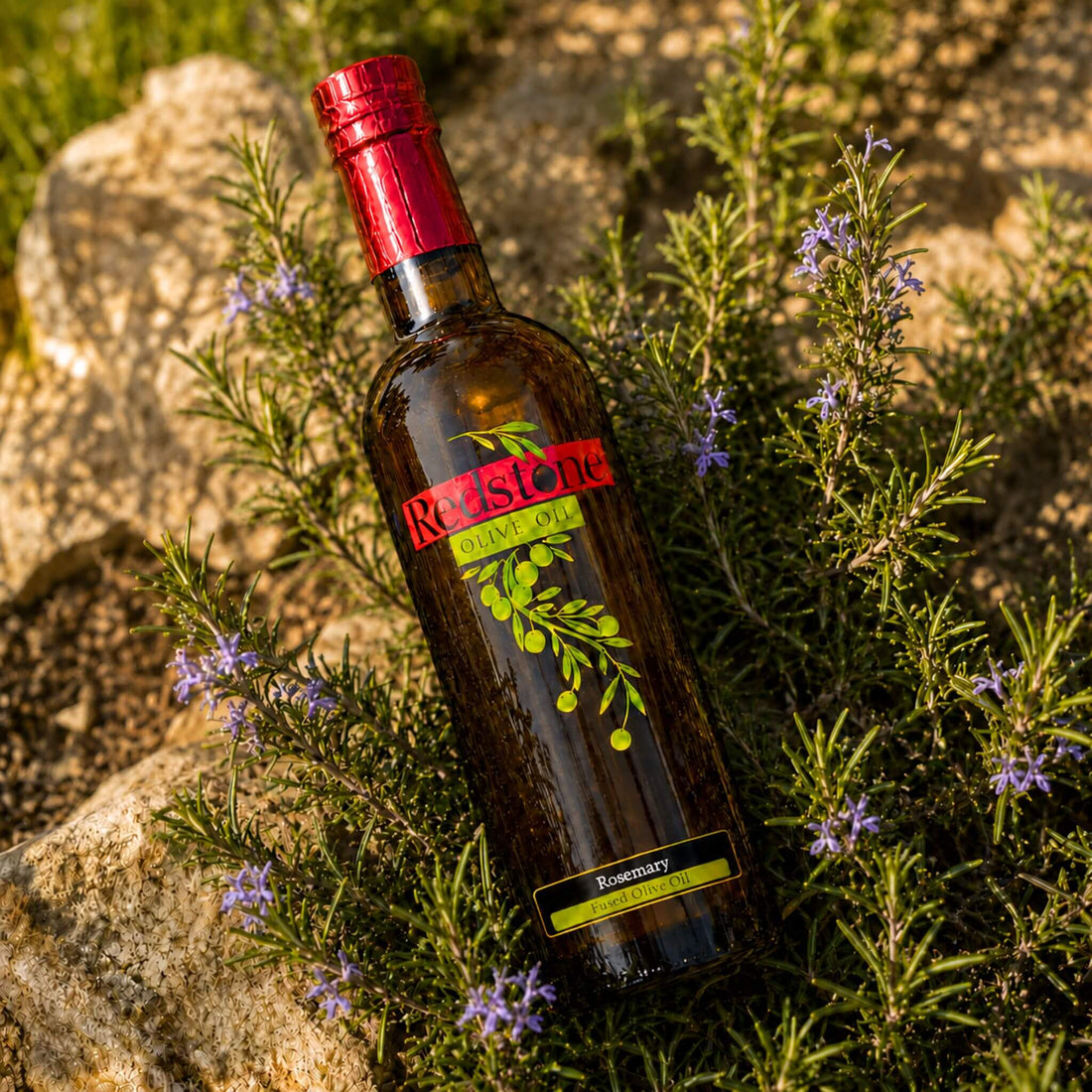 Redstone Olive Oil Rosemary Fused Olive Oil bottle leaning among a thriving live rosemary bush with purple lavender-like blooms growing between natural rocks and sandy soil in warm golden hour sunlight, emphasizing the fresh garden-grown rosemary at the heart of this artisan fused olive oil