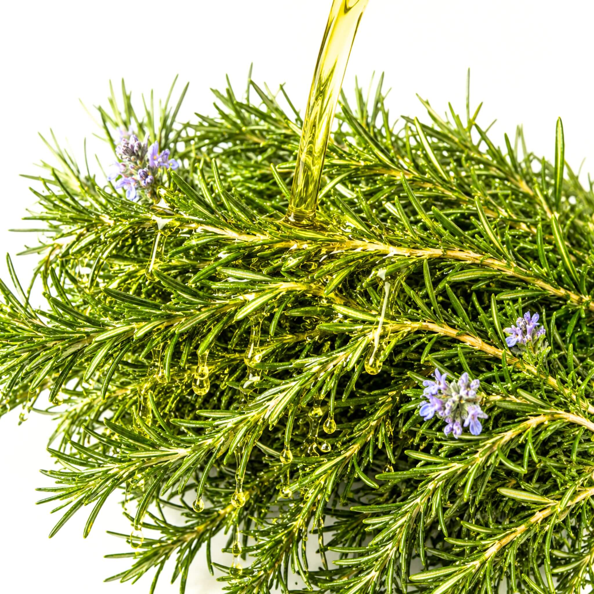 Extreme close-up of golden Redstone Rosemary Fused Olive Oil being poured in a thick stream over a lush bundle of fresh rosemary sprigs with delicate purple flowers, with golden oil droplets glistening on the needle-like leaves against a clean white background